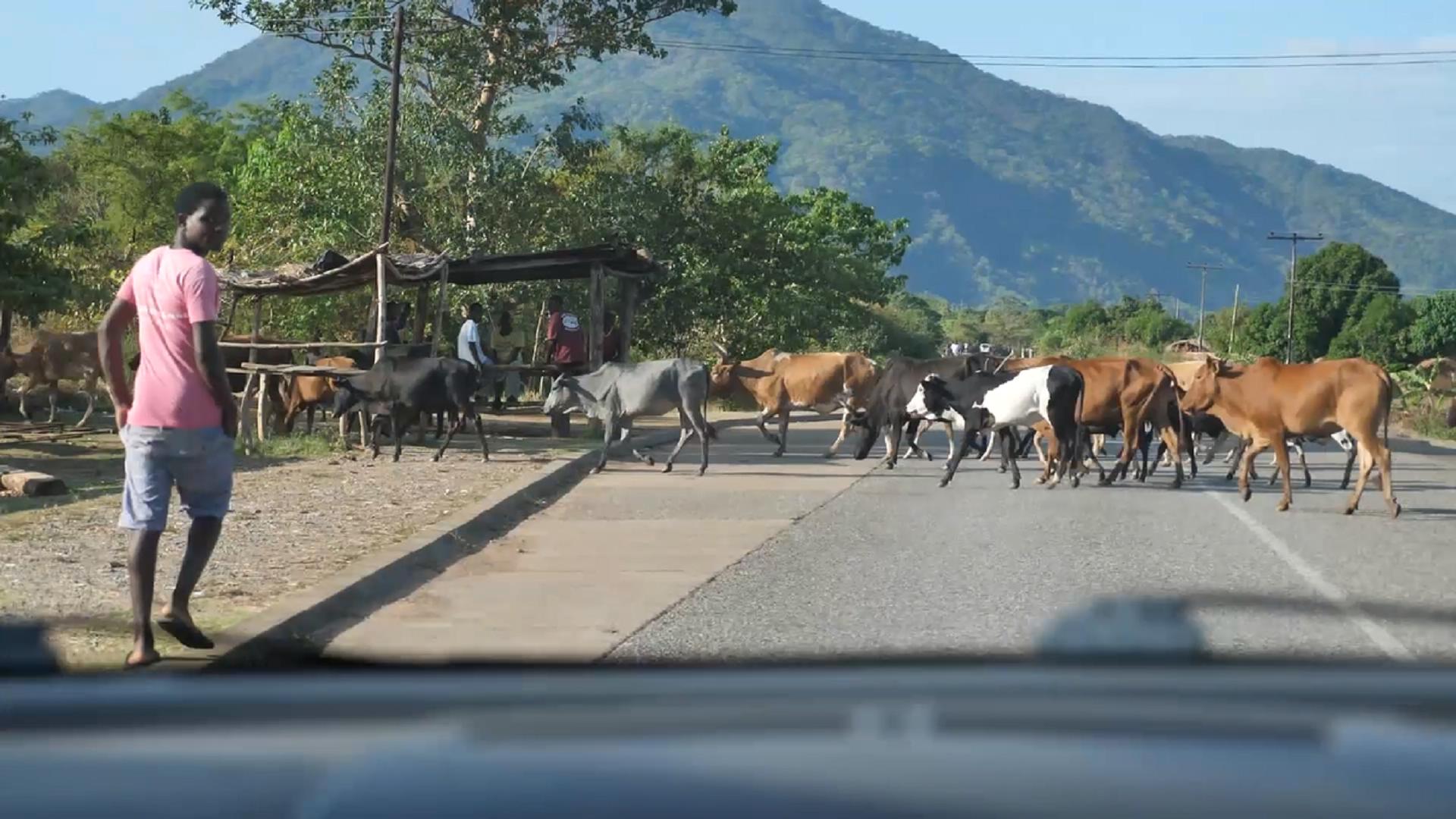 非洲最独特旅游观光车,2元游全城每车仅1人,黑人靠它赚钱养家