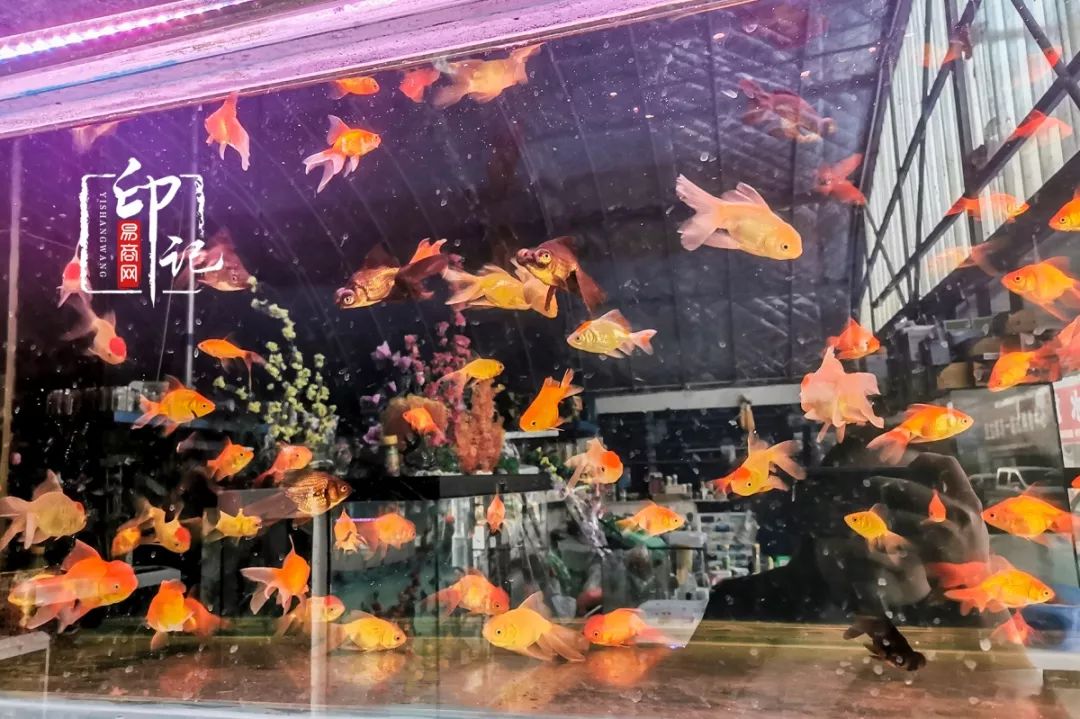 商丘道北花鸟批发市场,商丘花鸟宠物市场