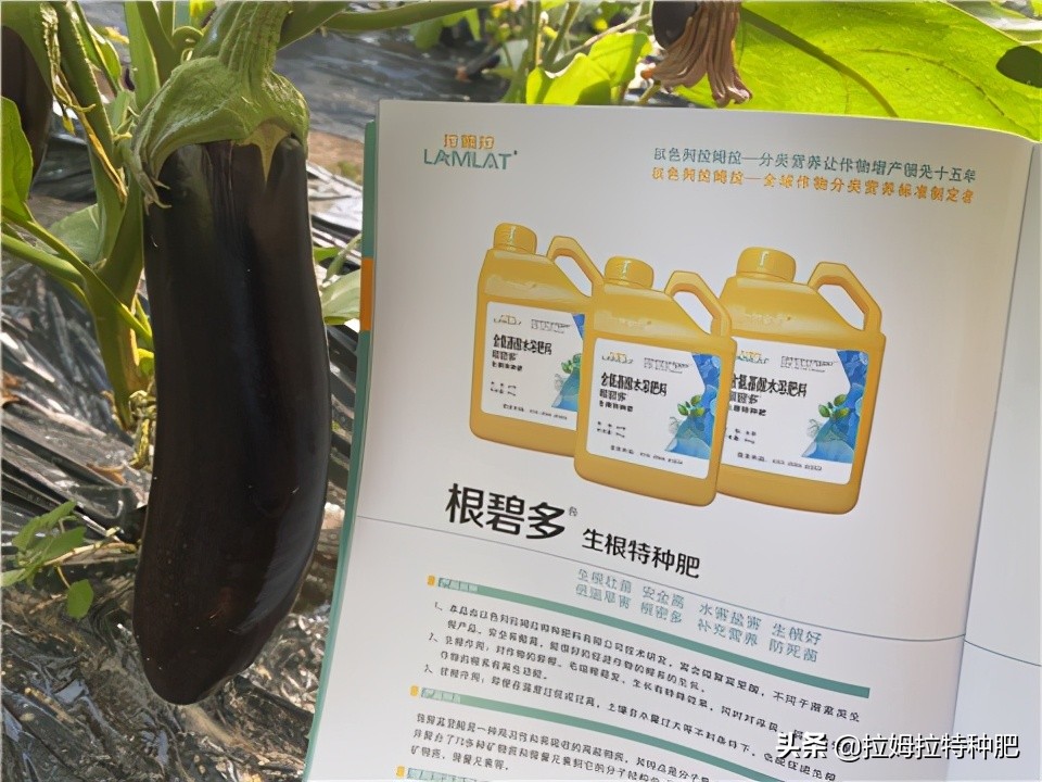 茄子有紫花病毒下茬还能种吗,茄子紫花病毒怎么防治