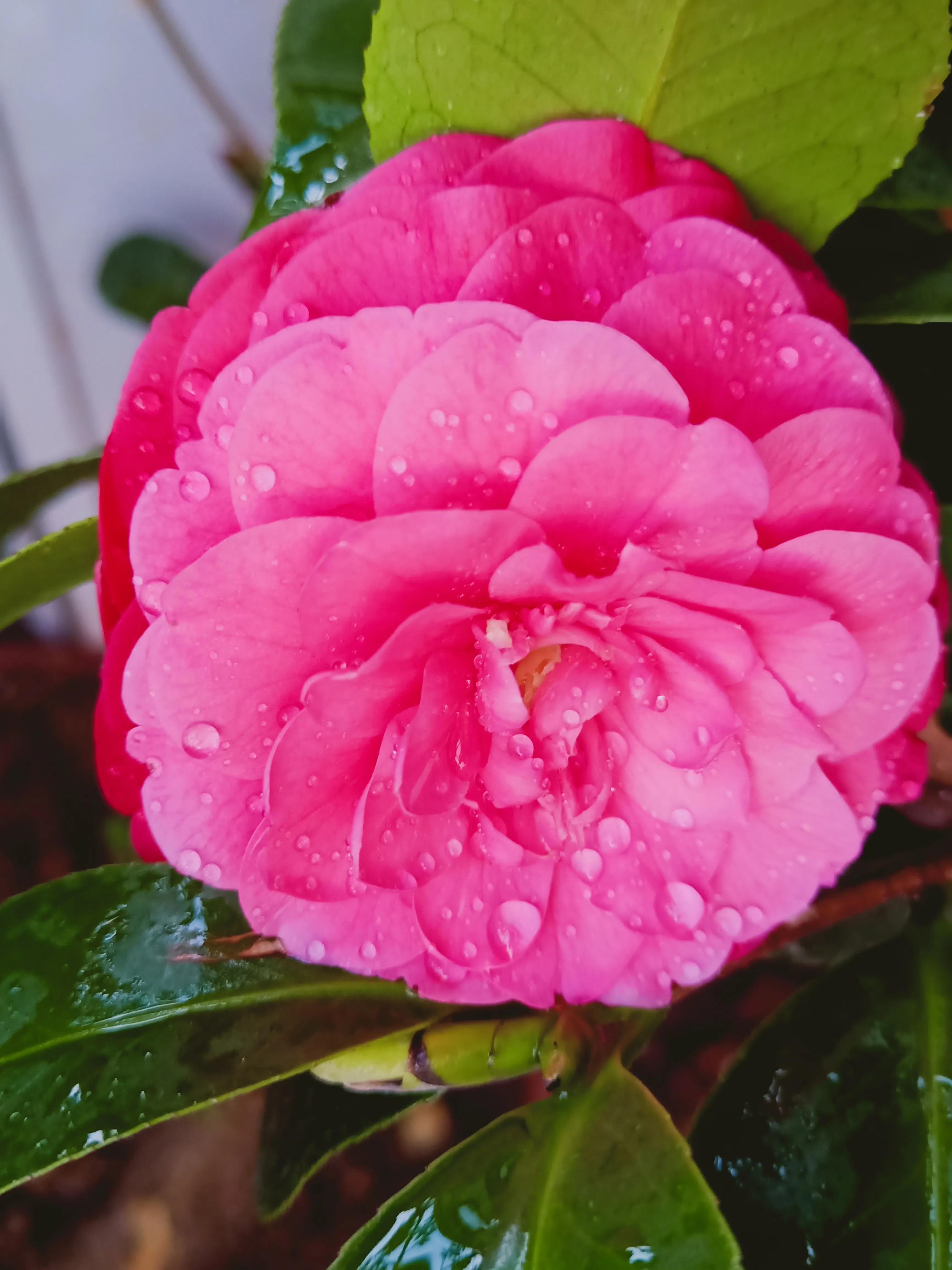 茶花状元红与六角大红区别,茶花状元红花期有多长时间