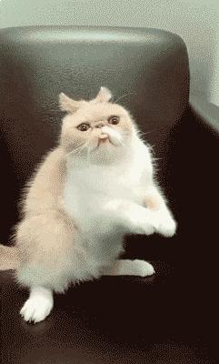 大姐gif搞笑图片,搞笑表情真人动图大全