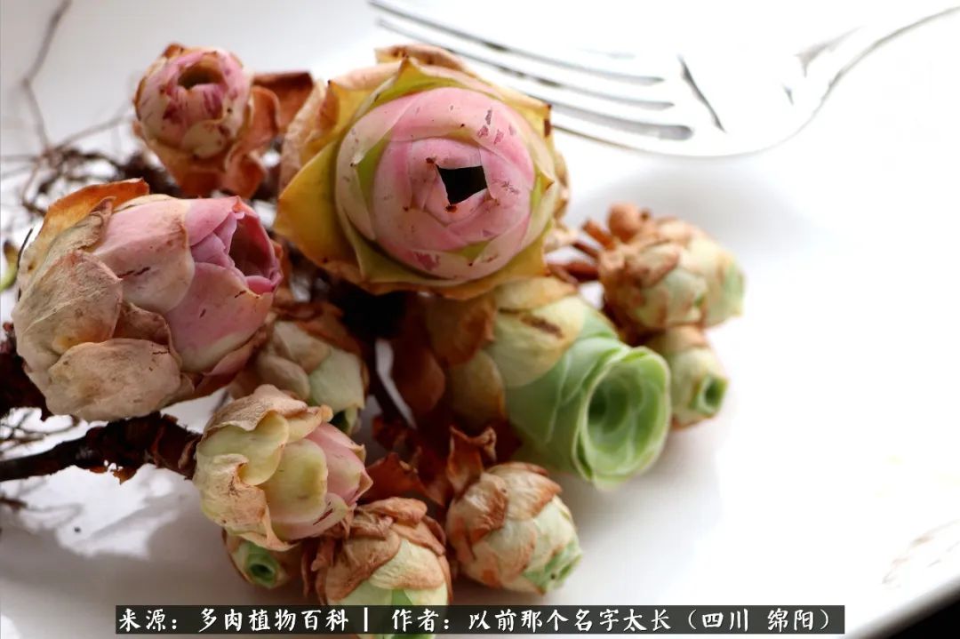 山地玫瑰夏天,山地玫瑰花怎么玩