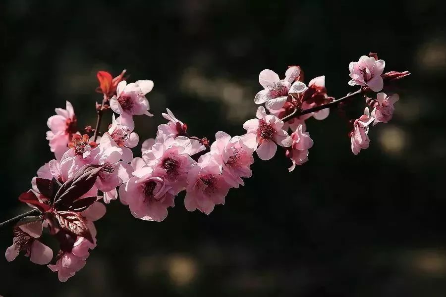 看到花的时候，不知是什么花？那就收下这份百花图谱