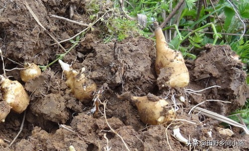 洋姜种植技术大全,洋姜种植方法和最佳时间怎样
