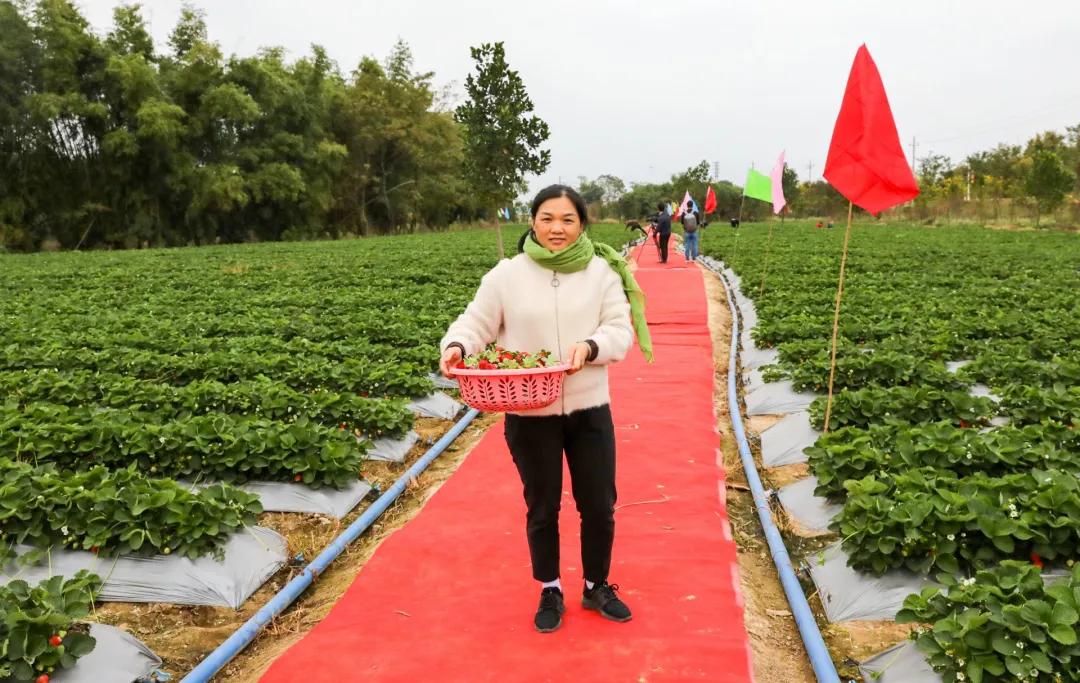 莓好时光高档彩虹西瓜采摘,最新草莓采摘时间表