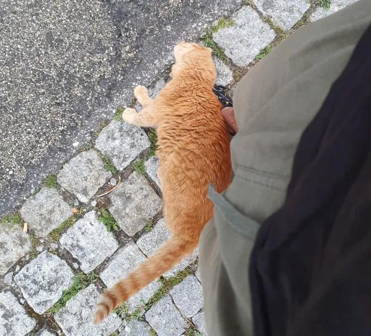 与陌生的猫接触,两只不认识的猫咪相遇会发生什么