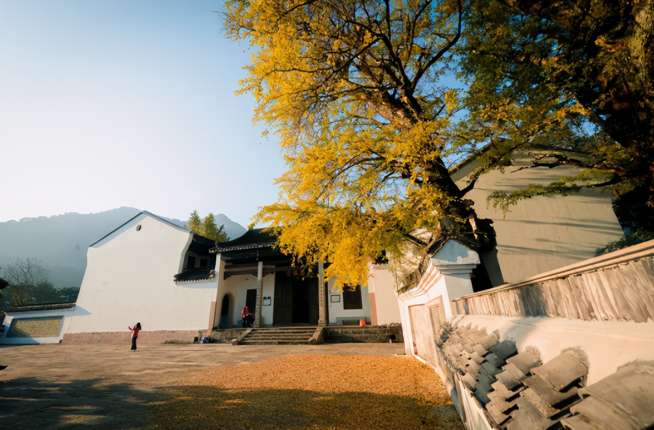 毛尖云雾绿茶哪款好喝,你们喝过最好喝的茶