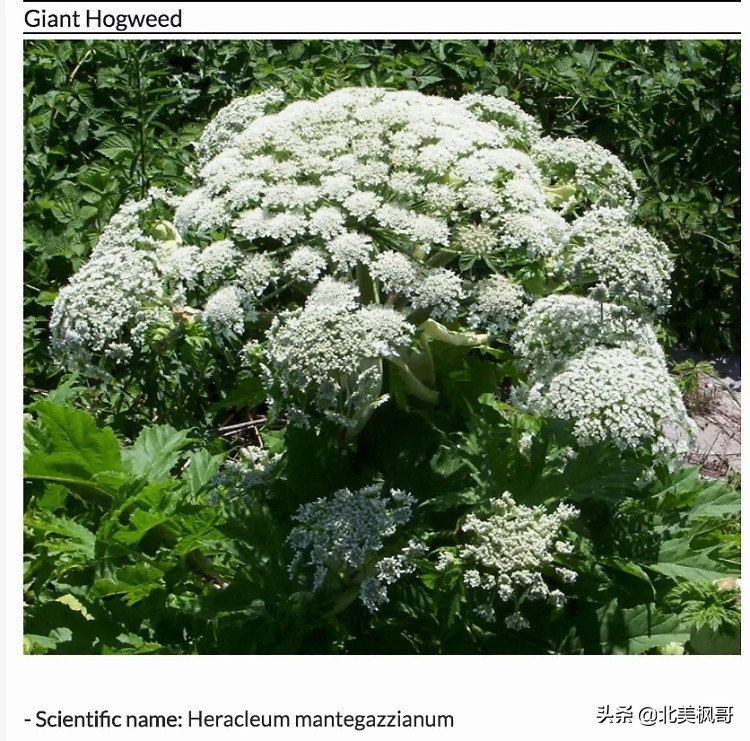 加拿大最危险五大动物,全球十大危险有毒动物