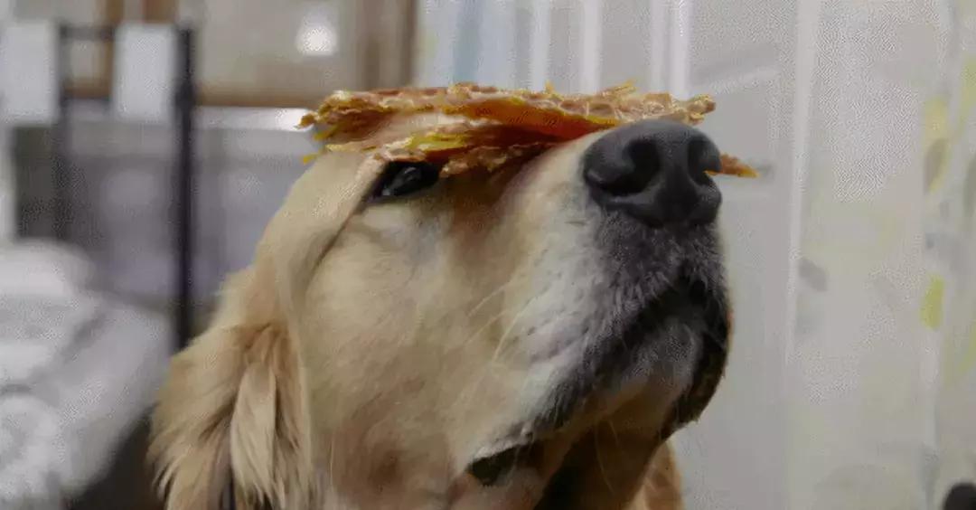 狗狗减脂狗粮怎么吃比较好,狗狗冻干主食狗粮怎么吃