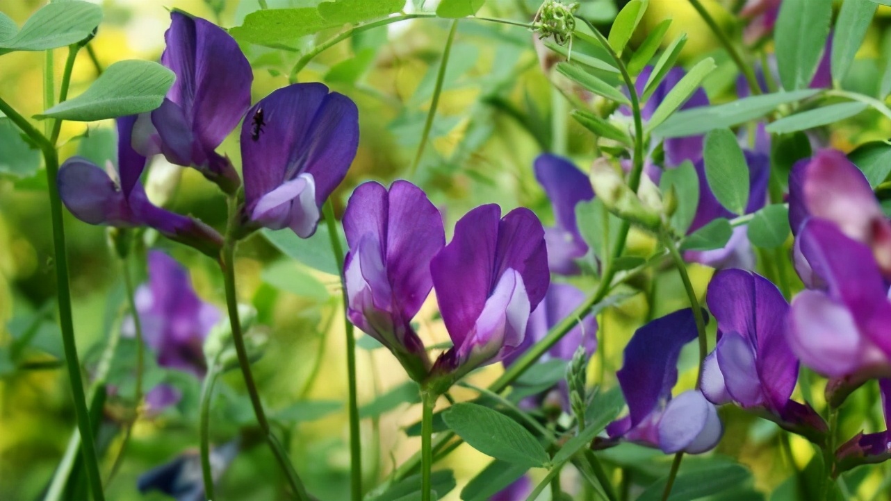 天蝎女喜欢突如其来的惊喜吗,天蝎女对喜欢的人制造惊喜