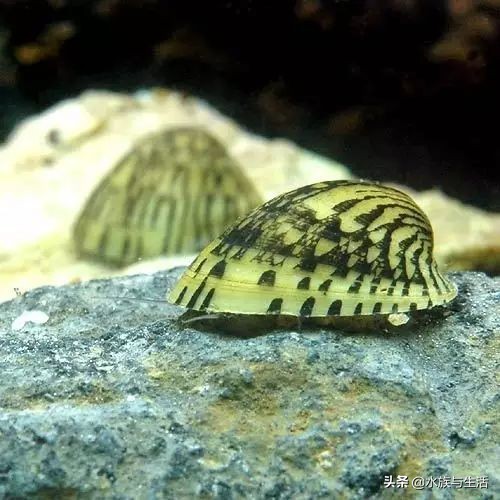 鱼缸中的清洁工最好的选择,鱼缸清洁工清道夫有作用吗