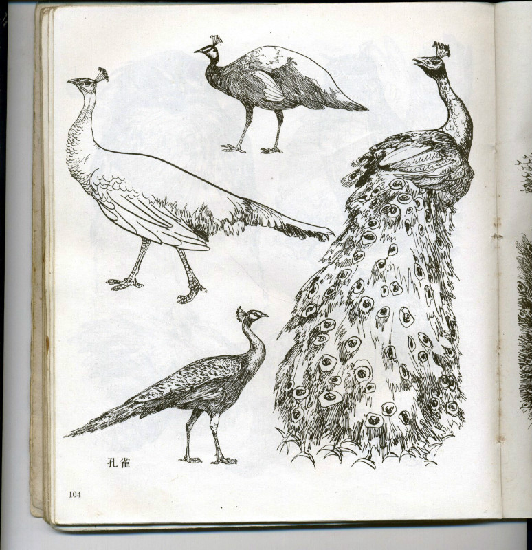 一百幅动物素描,近百幅动物画