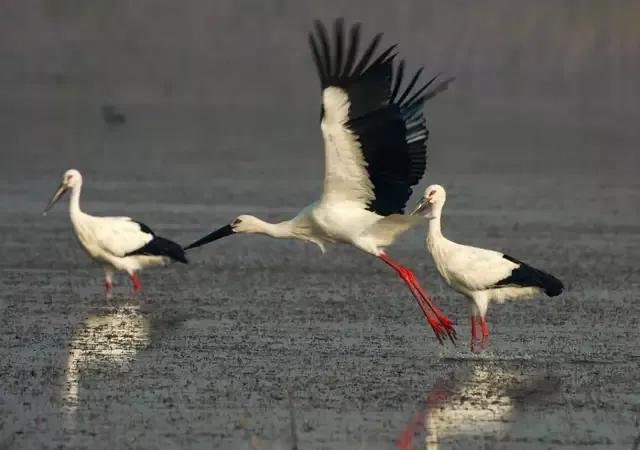 回顾东方白鹳迁徙路上的生存困境,东方白鹳在哪里栖息