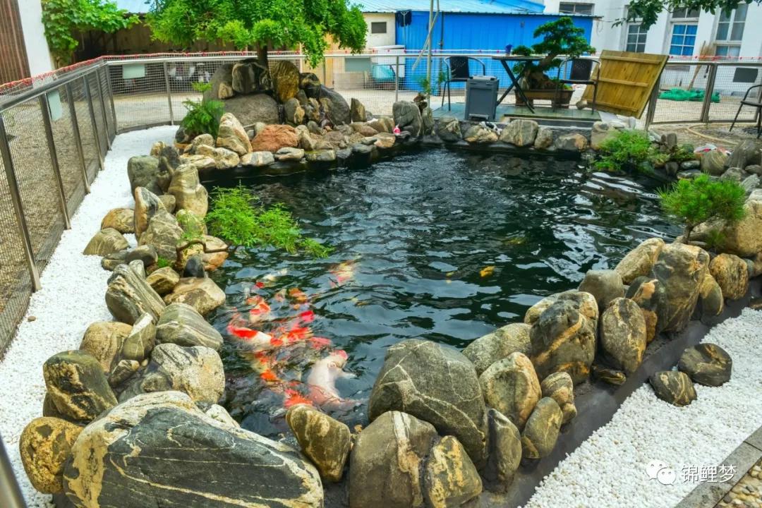 家庭锦鲤养殖常见病,锦鲤常见病统计表格