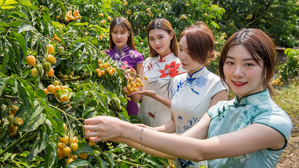 海口附近的荔枝采摘园有地过夜吗,海口周边采摘荔枝一日游最佳地点