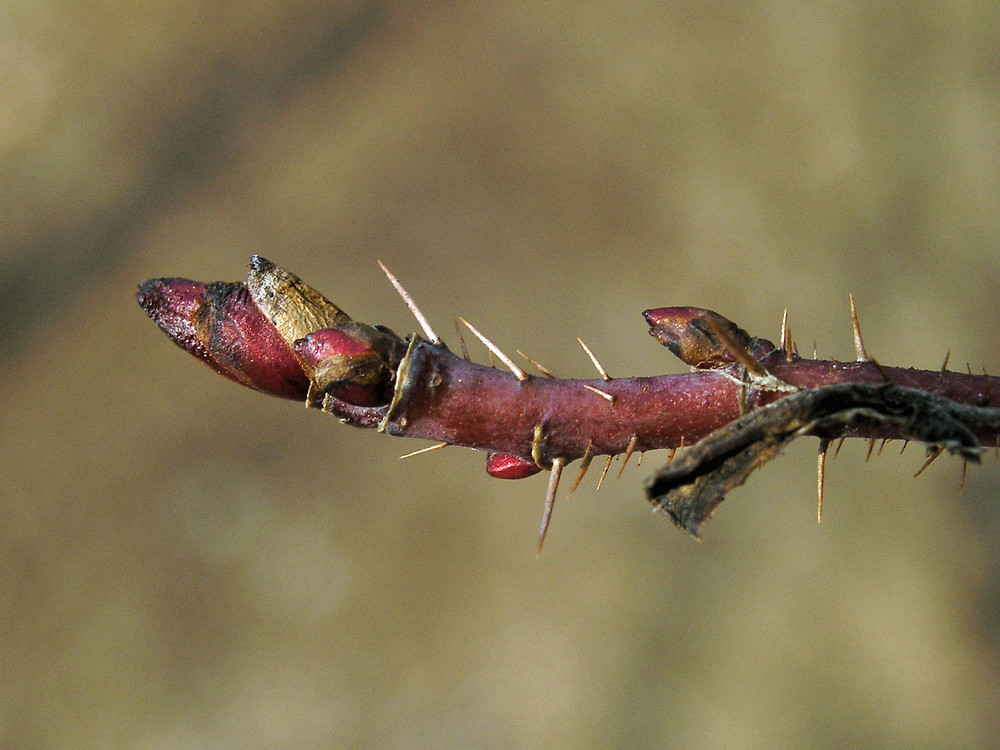 绿山墙的安妮内容概括英文,绿山墙的安妮大概解读