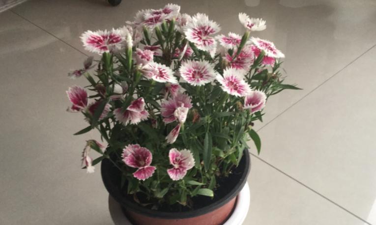 养花小技巧肥料配方表大全,巧施花肥你也能成为养花高手