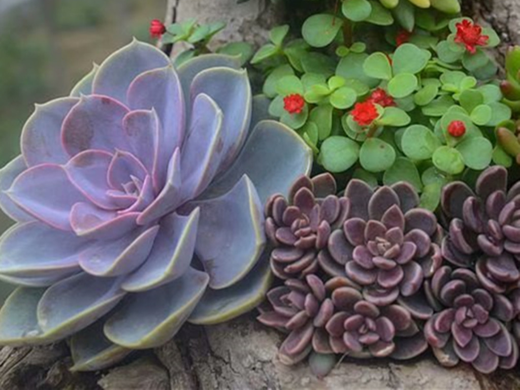 网购回来的多肉化水怎么办,多肉网购回来如何处理