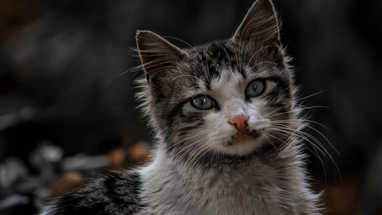 养猫猫毛对人有危害吗,猫毛会进入人的呼吸道吗