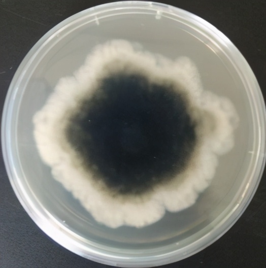 葡萄溃疡病的防治方法,葡萄溃疡病与白腐病有什么区别