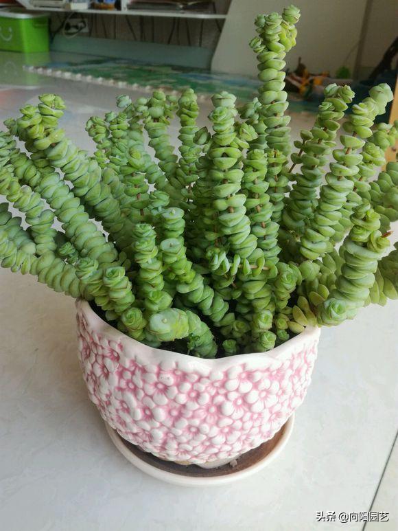 多肉怎么养才能爆盆教程,多肉小钱串的养殖方法图解