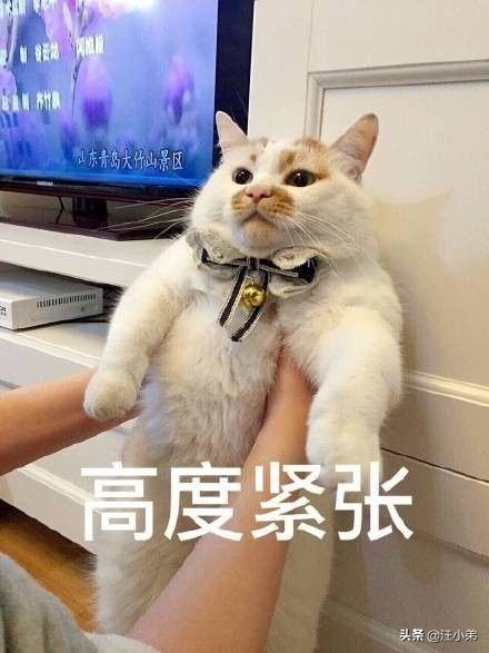 被领养的白猫后续,领养了只5个月大的猫咪