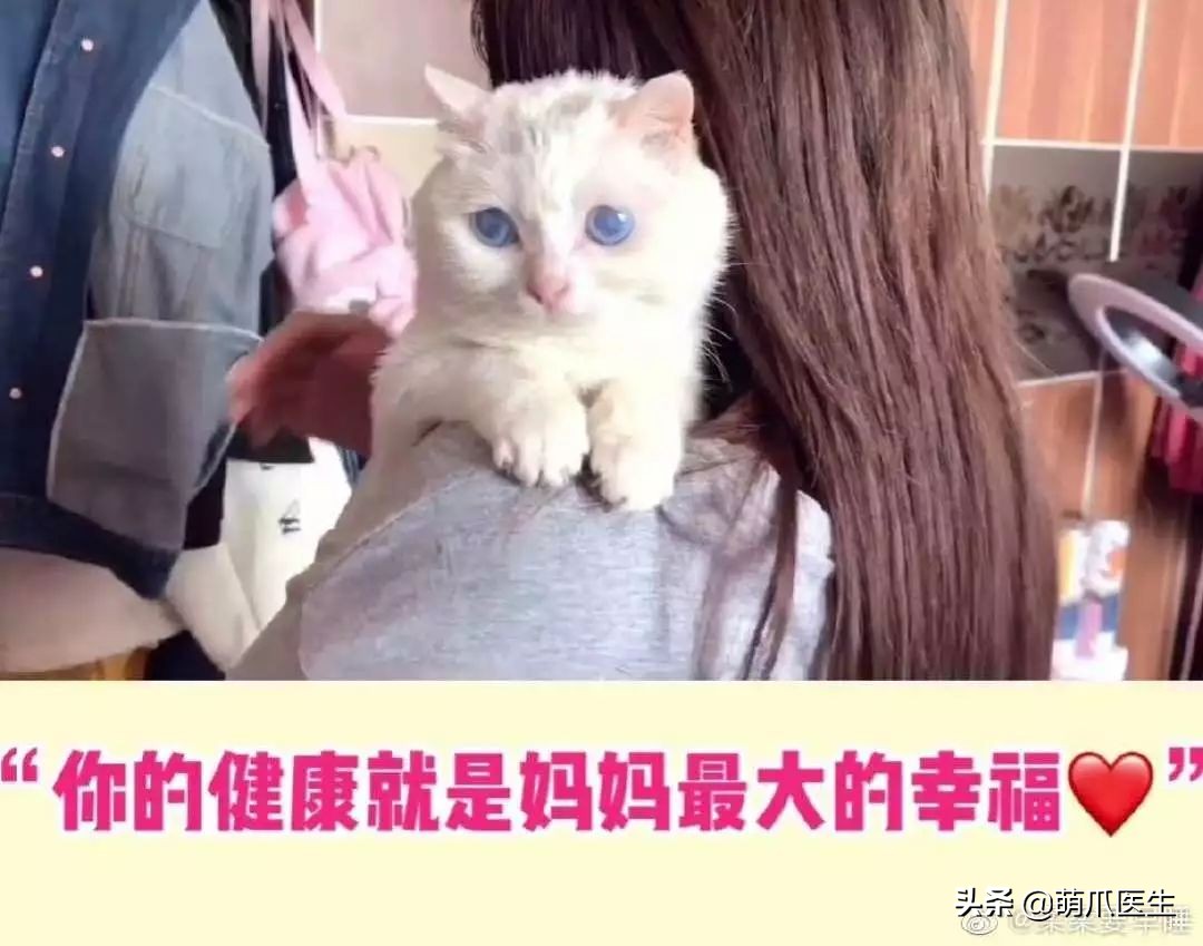 你见过猫咪的眼睛吗,你见过猫咪这种眼神吗