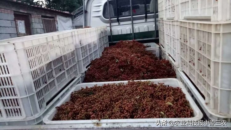 小小花椒树致富大产业：科学管理必报恩