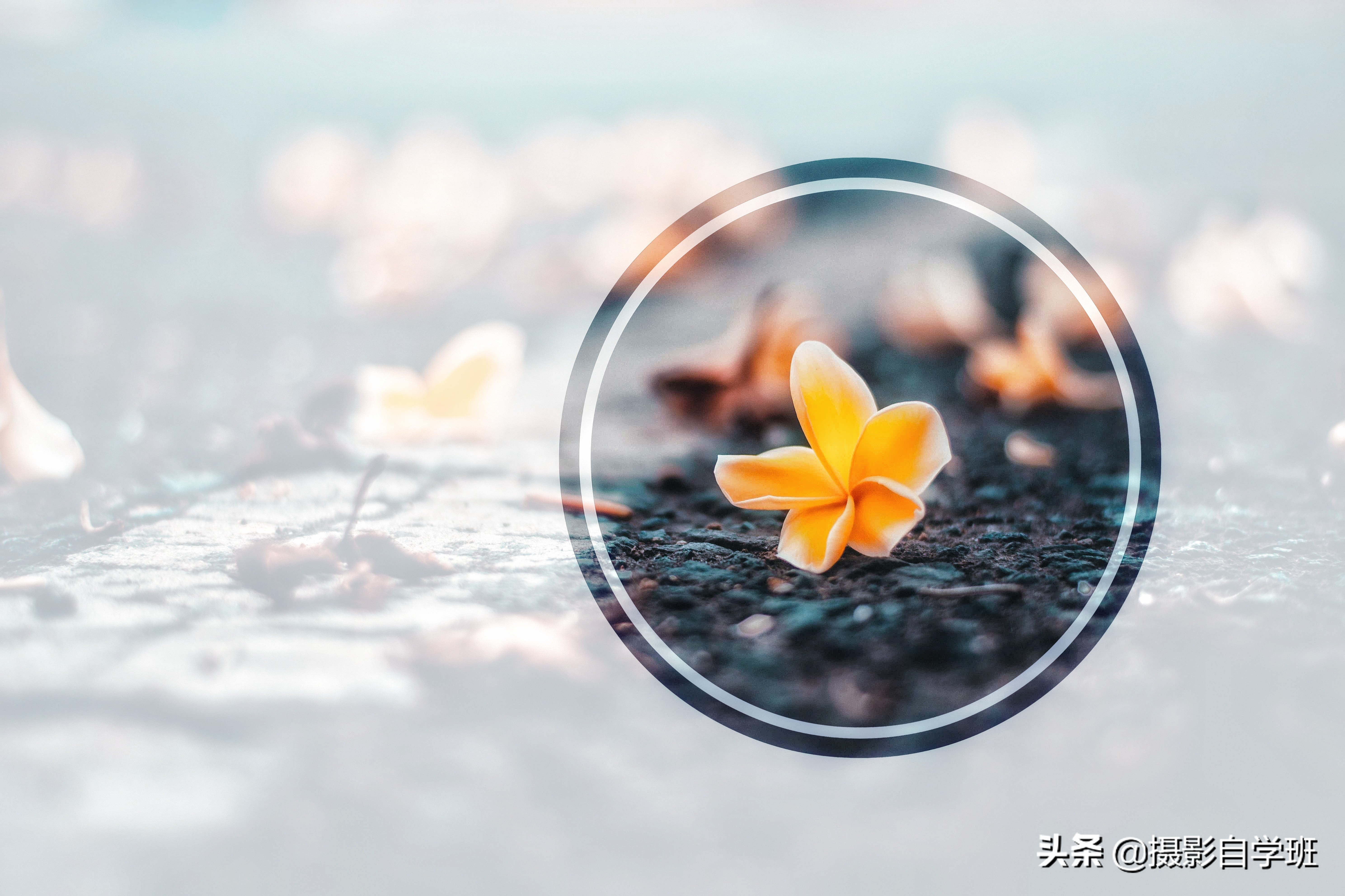 摄影拍出抽象风格照片5个诀窍,照片怎么加虚化