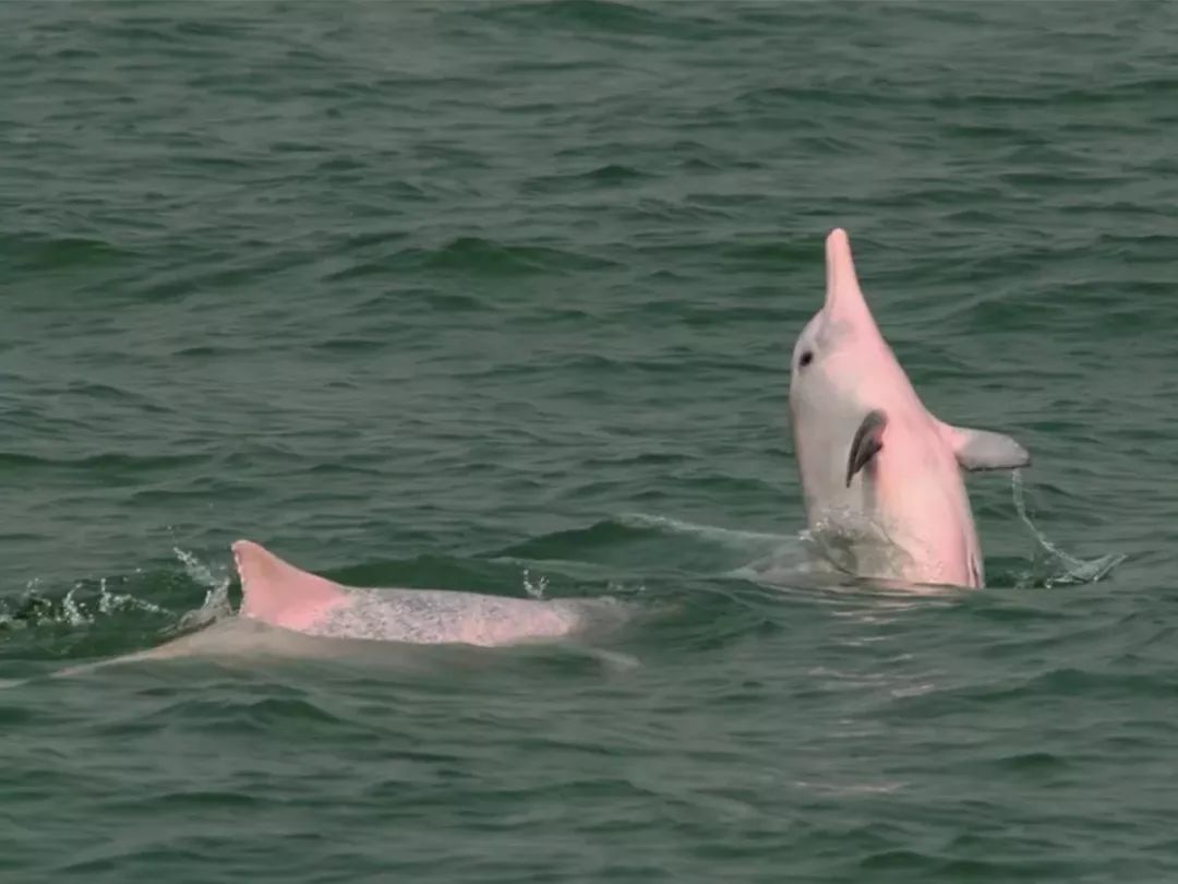 港珠澳大桥的桥梁是怎样建造的,中国十大杰出桥梁港珠澳大桥简介