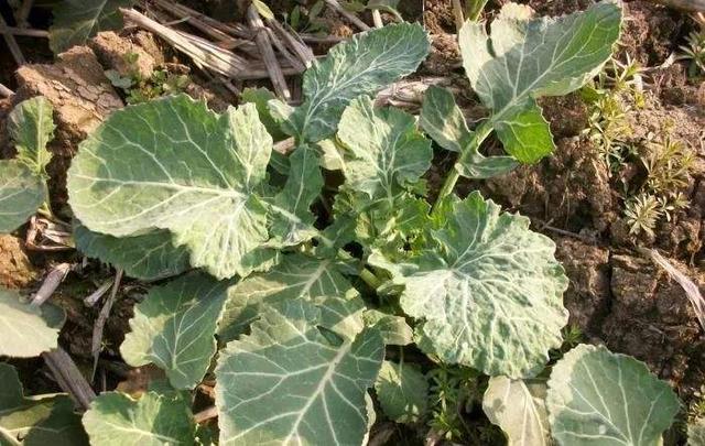 出现除草剂药害如何补救,如何避免除草剂引起药害