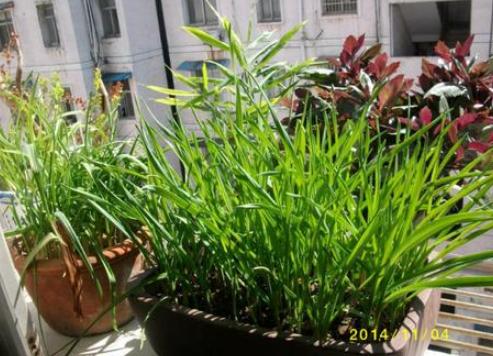 已经长出小芽的大蒜怎么办,长了芽的蒜怎么处理