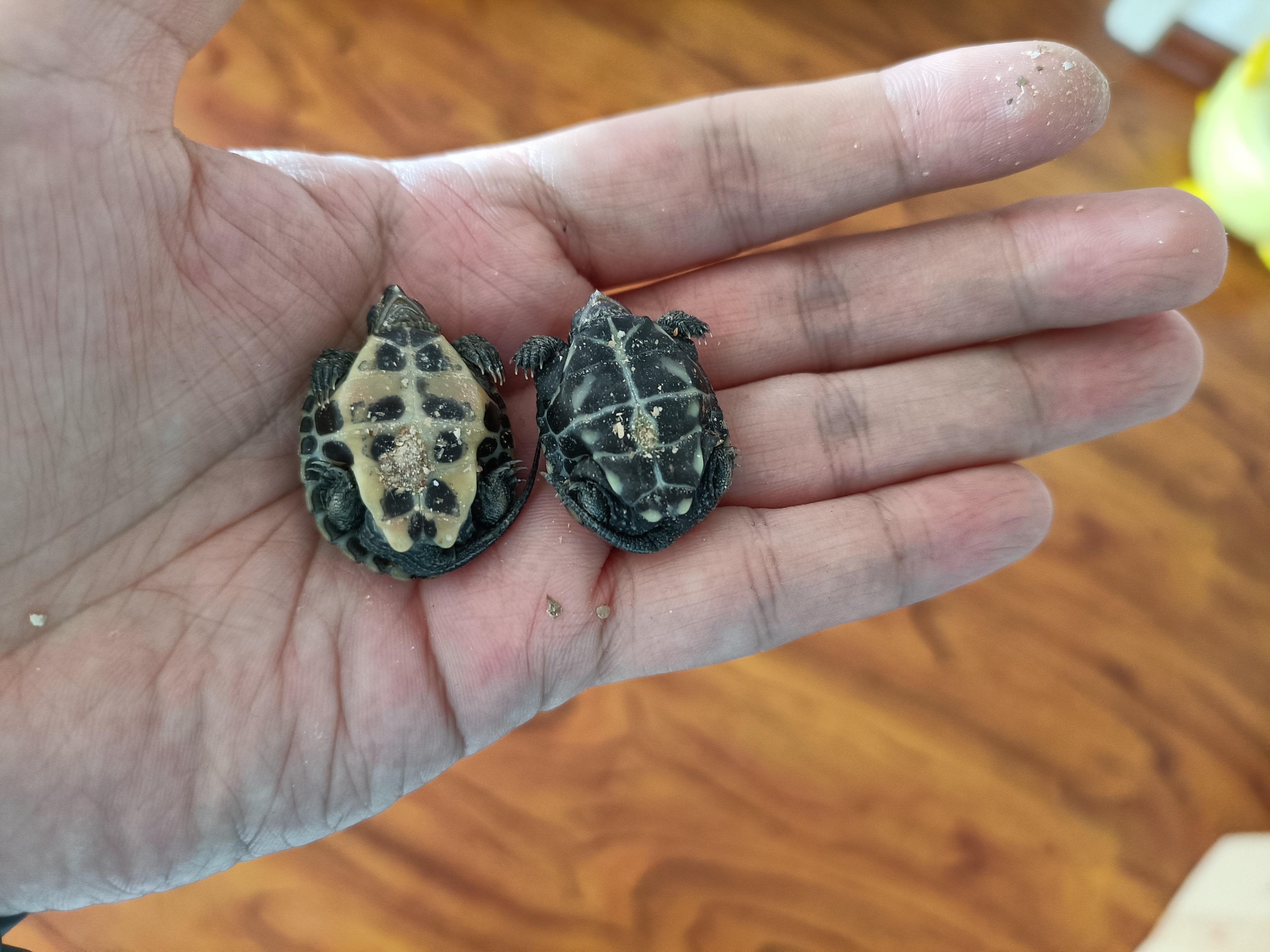 龟蛋刚出壳的乌龟怎么养,从乌龟蛋孵化出来