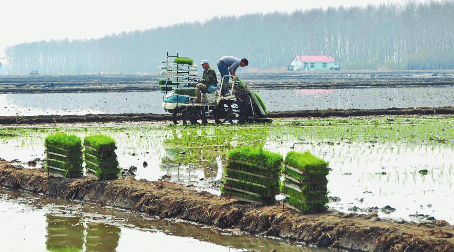 为什么吃鲨鱼的鱼翅而不吃鲨鱼,为什么只吃鲨鱼的鱼翅不吃肉