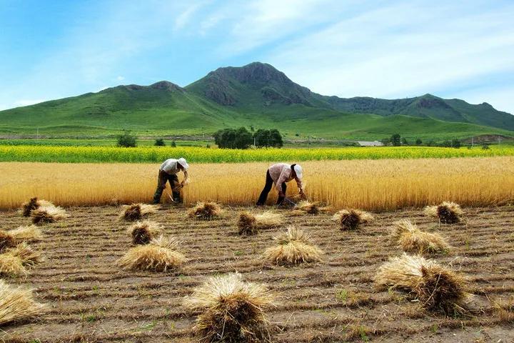 为什么一般要求填写籍贯,填写籍贯需要具体到哪