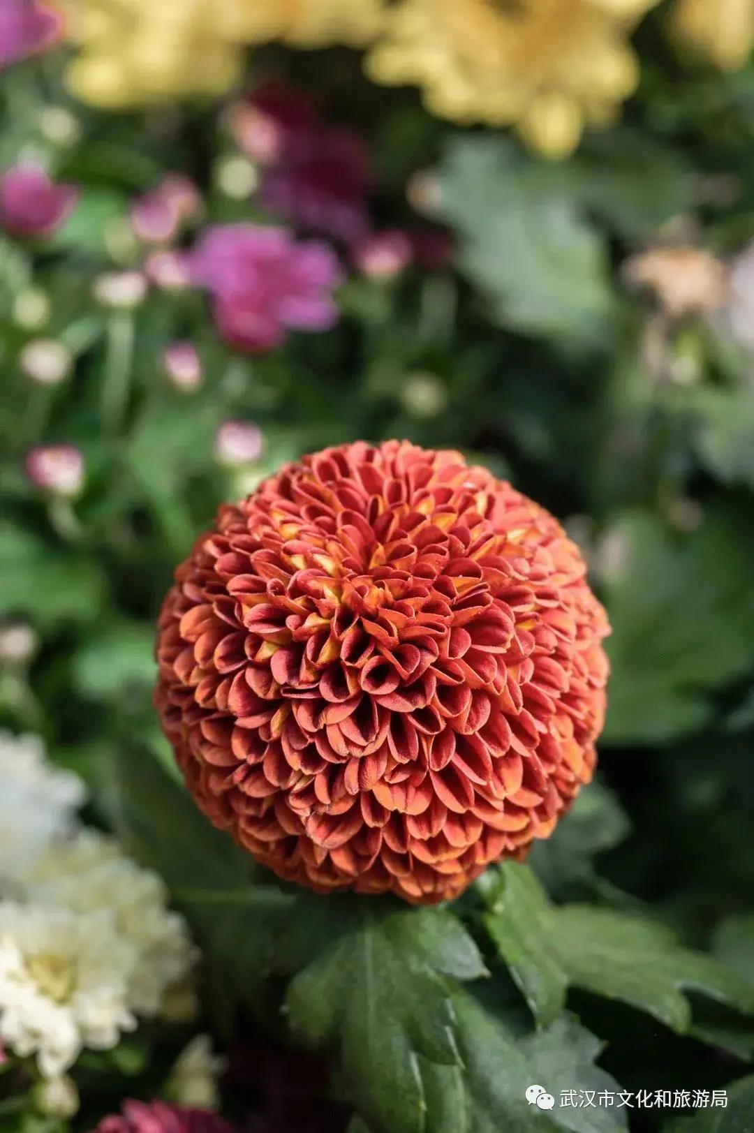 菊花烂漫,赏菊花汉口江滩打卡