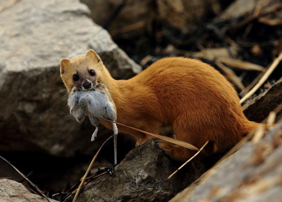 消防抓黄鼠狼被熏到干呕,消防员被黄鼠狼臭屁攻击