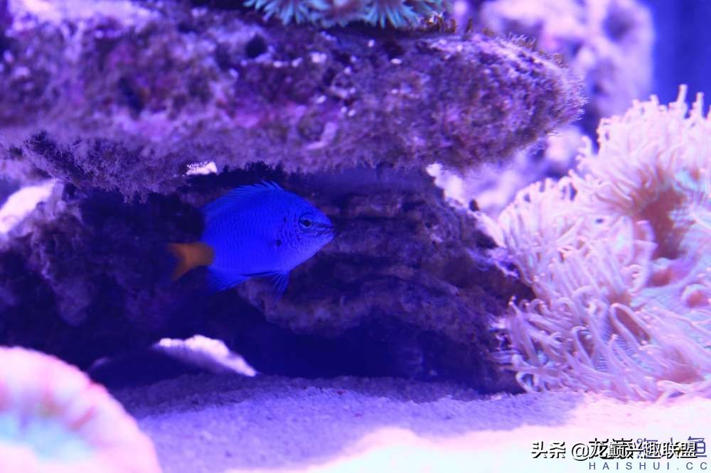 从零开始玩海缸的方法,从零开始玩海缸全过程