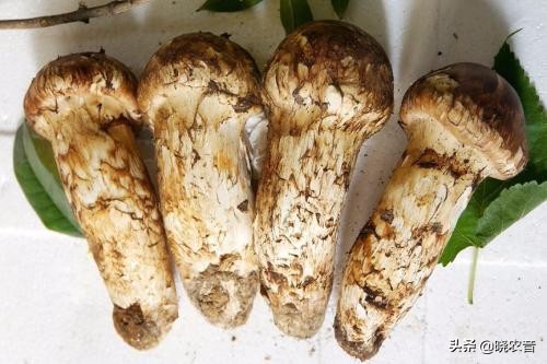 粤西茂名市十大暴利种植药材,目前种植最火项目