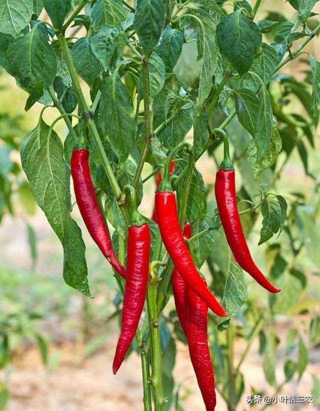 种植类扶贫项目有哪些,新型扶贫项目大全