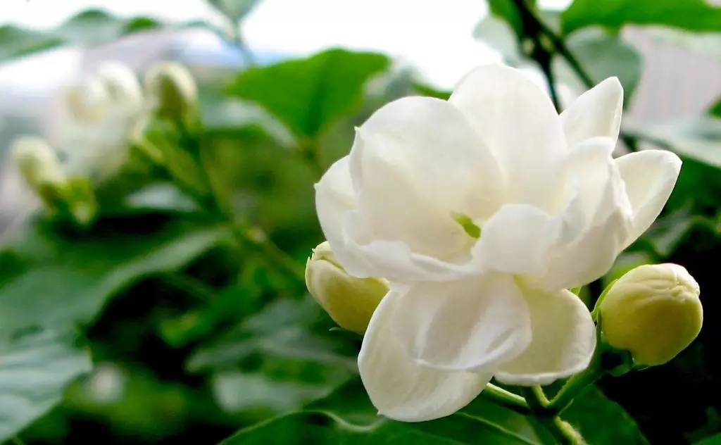 养花新手老养死花,献给那些总把花养死的人