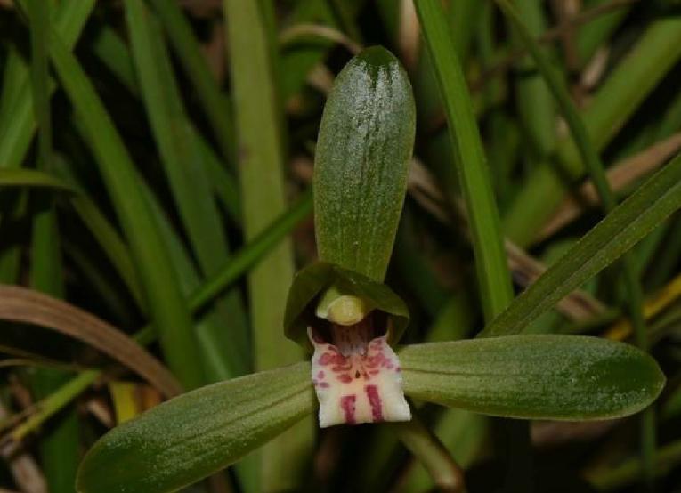 值得收藏的兰花品种有哪些图片,最好的兰花品种图片大全欣赏