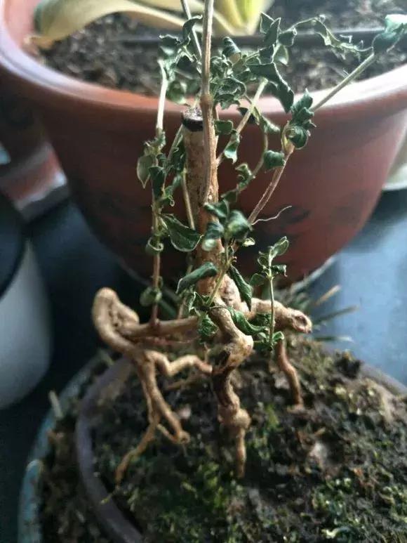 花儿蔫得快怎么回事,花儿都蔫儿了怎么办