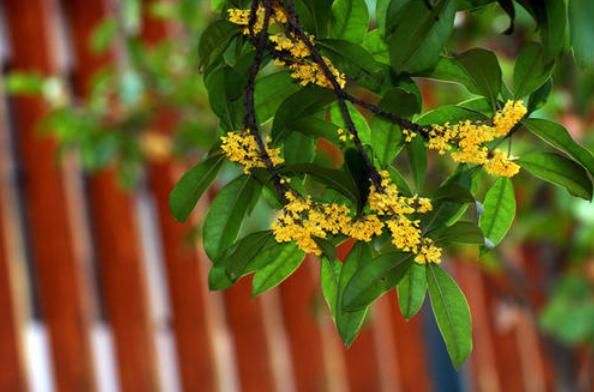 含有桂花的经典古诗赏析与解读,必背古诗词中关于桂花的诗句