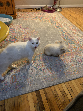 猫咪把兔子的窝霸占了,兔子窝被猫霸占