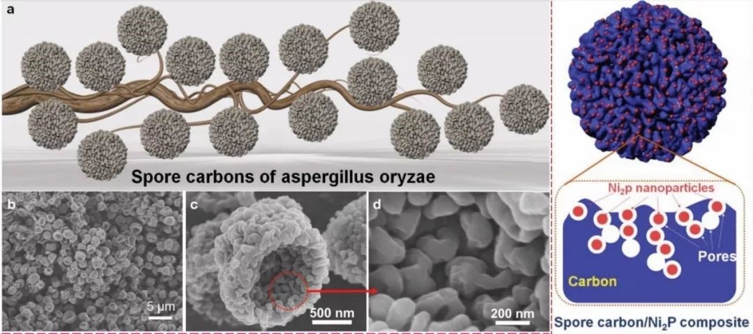 哪些人可以发sci,高中生可以发sci吗