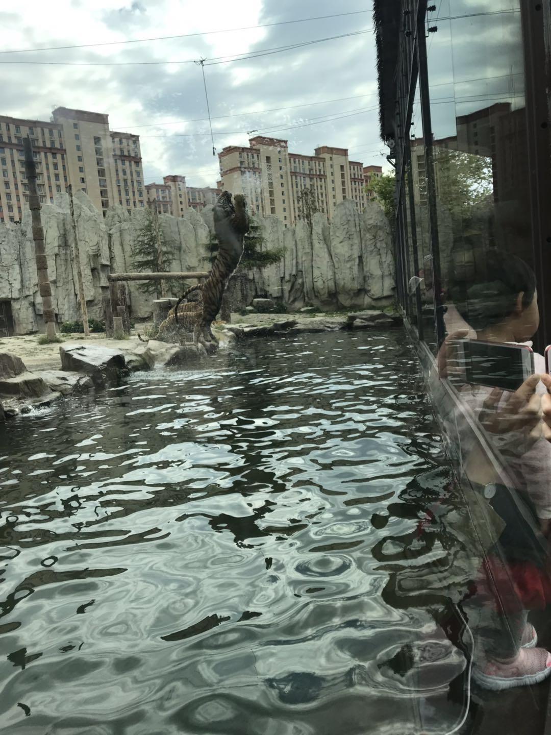 上海野生动物园太阳广场节目安排,上海野生动物园建议游玩时间