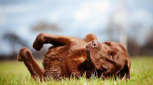 狗狗身上白皮屑怎么办,狗狗身上像头皮屑怎么回事