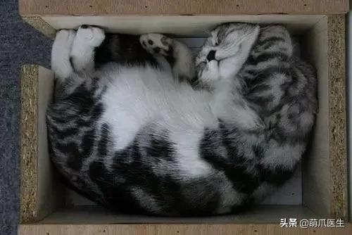 猫睡相太丑,因为猫样子丑所以被遗弃