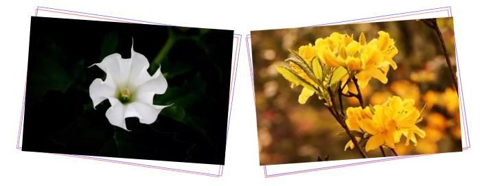 中草药各种花科普,花类的中草药有哪些